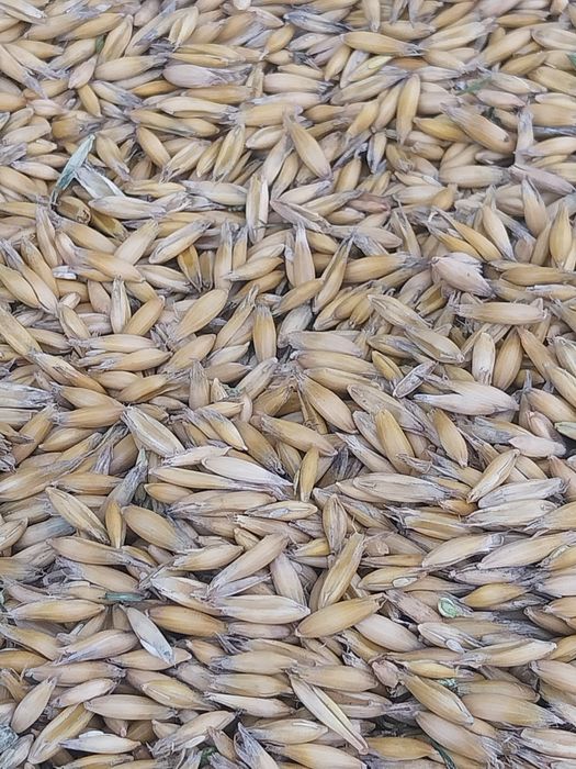 Owies poker rok po centrali.