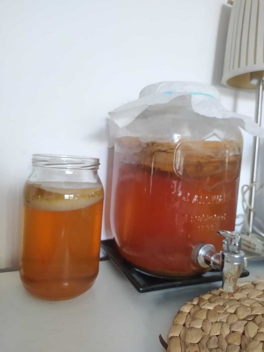Kombucza, kombucha, grzybek herbaciany, scoby - grzybek + starter