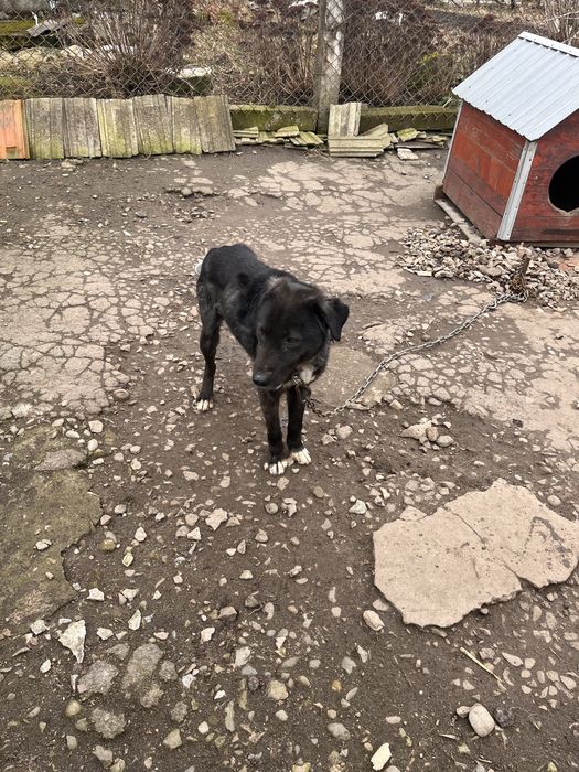 ДОПЛАЧУ, якщо заберете в сімʼю, собака в добрі руки, напів лабрадор