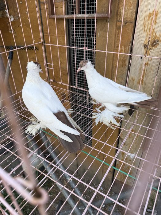 Sprzedam krymki Polskie czerwone