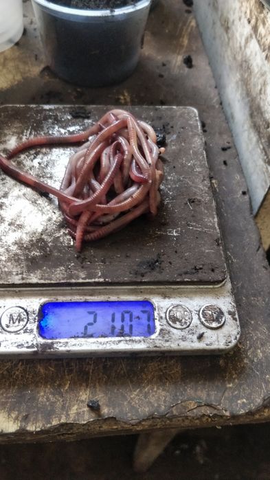 Дендра. Черв'як. опт