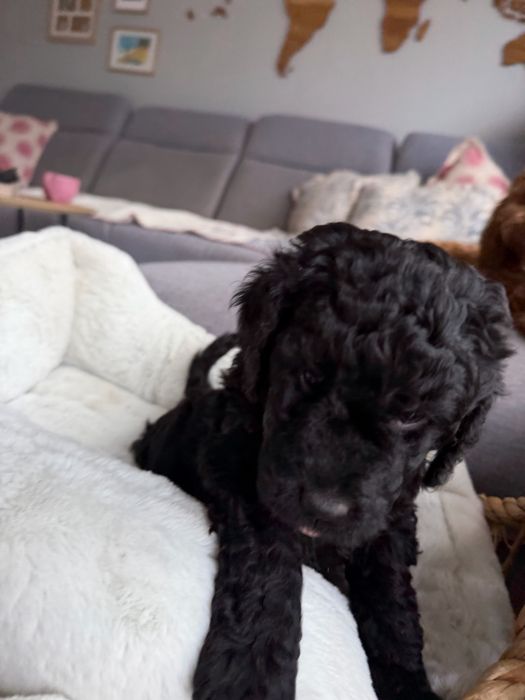 Śliczna suczka GOLDENDOODLE (mocny skręt)