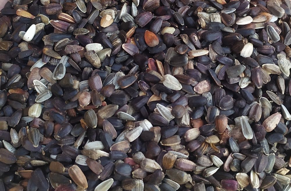 Słonecznik ozdobny nasiona