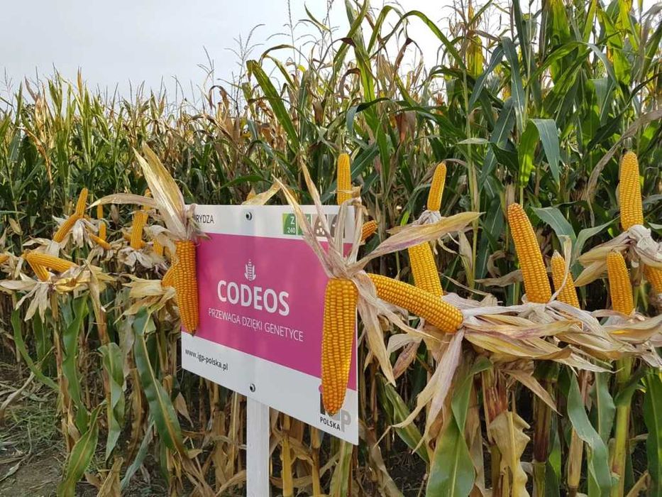 Kukurydza CODEOS IGP fao 240 ziarno grys