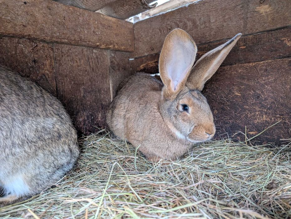 Króliki Samice Młode