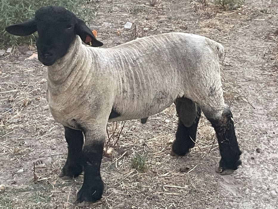 Borrego suffolk puro