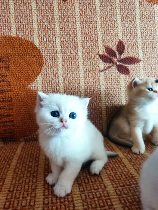 Кошенята золоті , купити