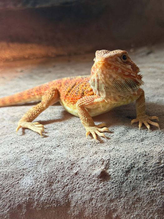 Młoda agama brodata