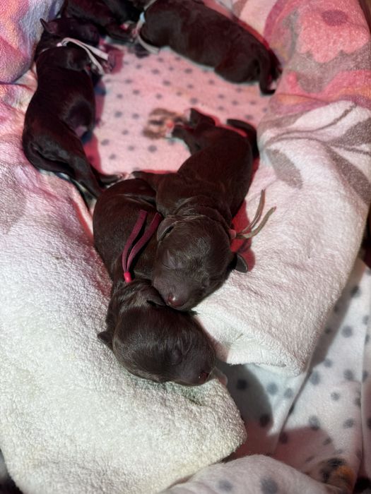 Lagotto Romagnolo FCI piesek czekoladowy ZKwP