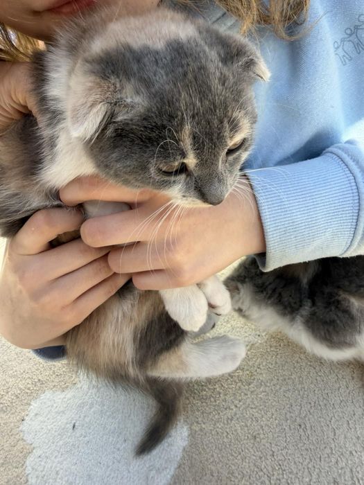 Віддам 2 кошенят в добрі руки