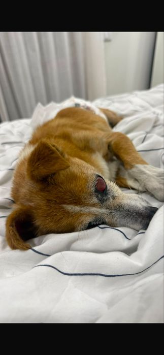 Cão para adoção responsável