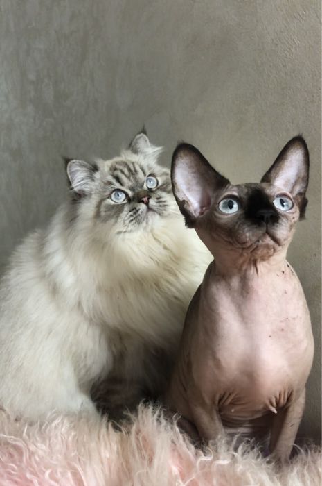 Канадский сфинкс,стерилизованная.