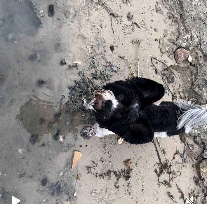 Бівер-йорк, шукає дівчинку для в'язки