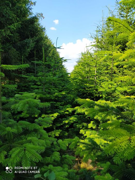 Jodła kaukaska, choinki