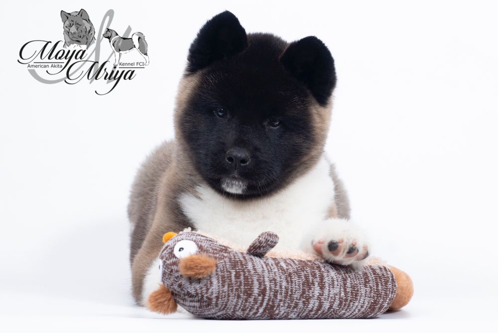 Американська акіта/  Американская акита/ American akita