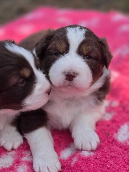 Batanga -super suczka, swietne pochodzenie -owczarek australijski ZKwP