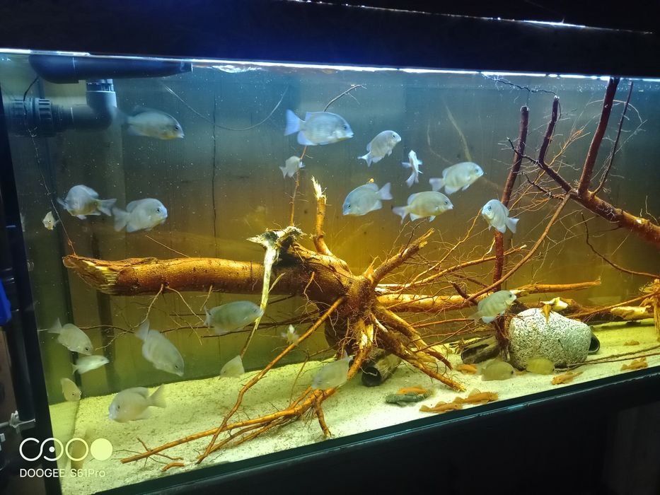 Paretroplus menarambo
Paretroplus menarambo (A