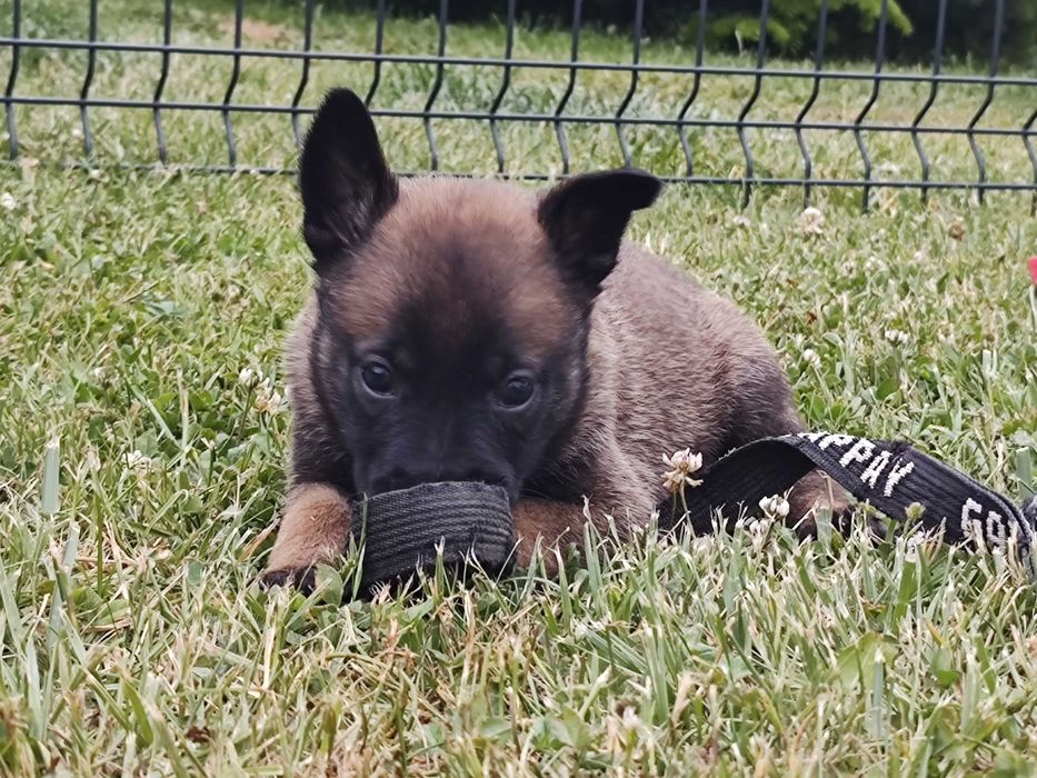 Owczarek Belgijski Malinois FCI