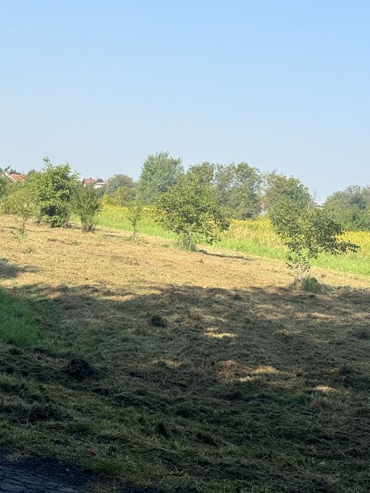 Drewno drzewa drzewka opał