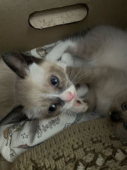 Кошеня,котик,котики