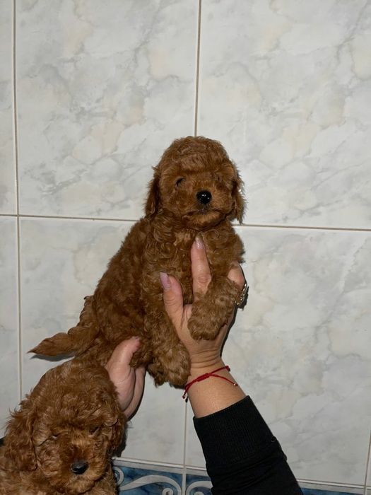 мальчики пуделя тойчики