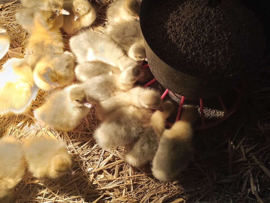 Gaski gęsi ges jajka