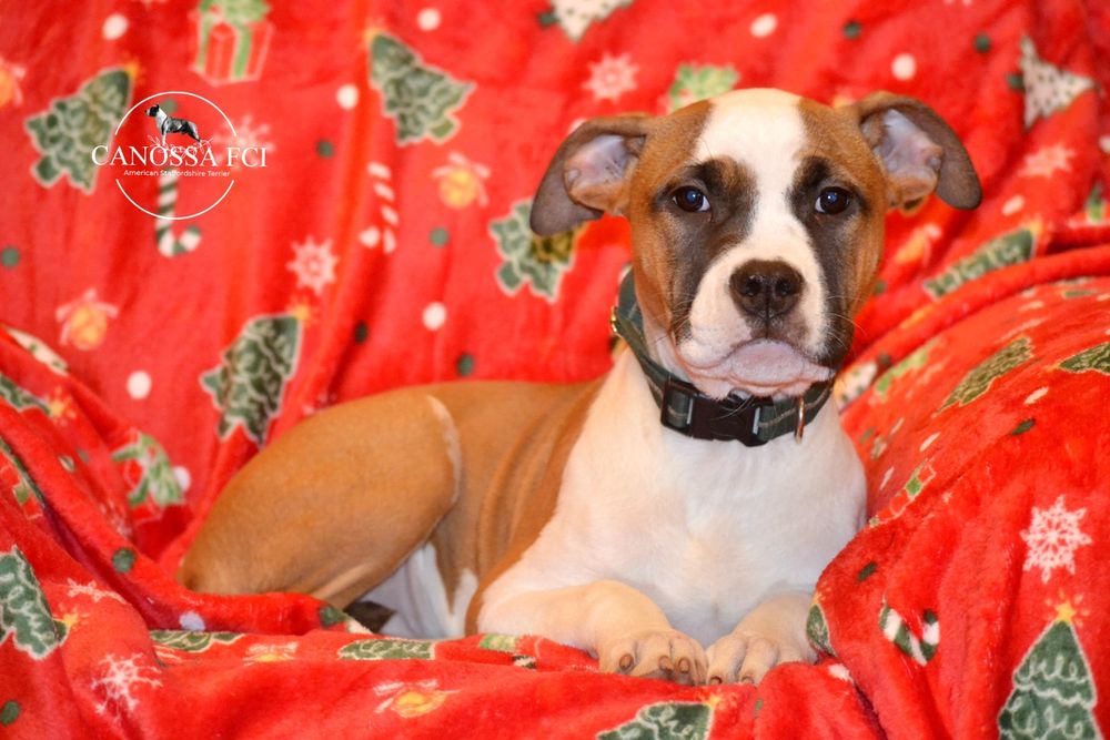 Suczka AmStaff ZKwP/FCI Gotowa do odbioru.