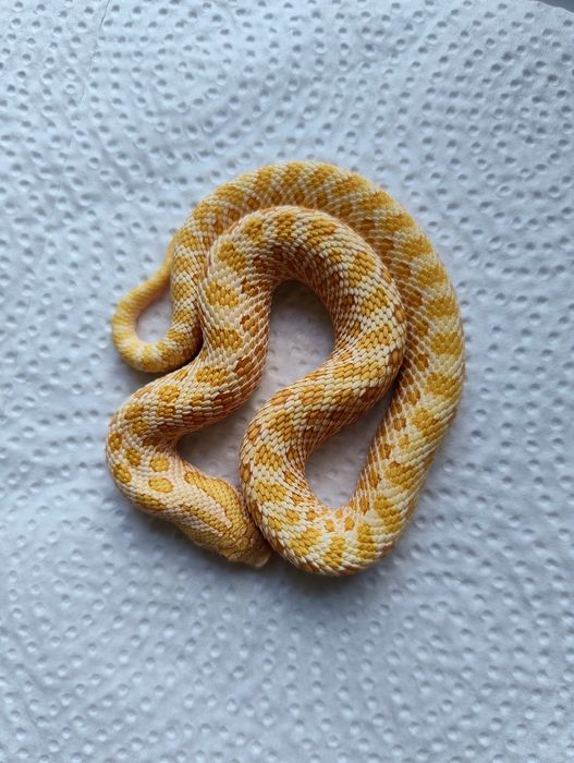 Samczyk heterodon albino
