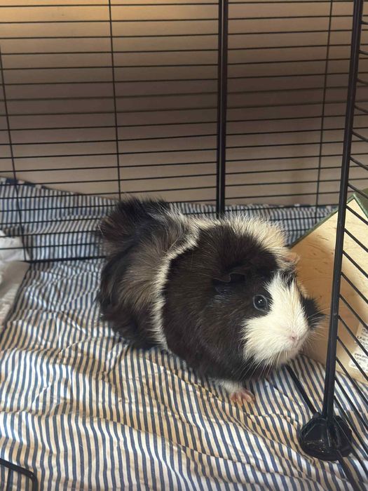 Świnki morskie rozetka + wyposażenie