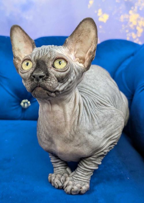 Tristan.Urzekający sfinks. Cudowny kiciuś. Dostepny już w marcu