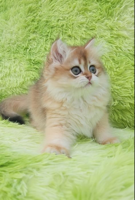 Шотландський Хлопчик Золота Шиншила