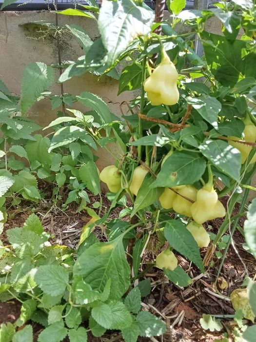 Várias pimentas exóticas