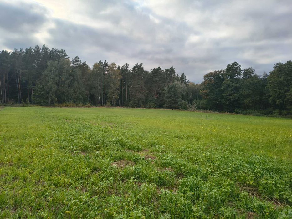 Sprzedam działki przy lesie Sulnowo - Widok 2