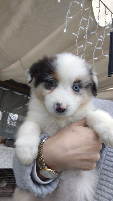 Fantástico pastor australiano cor Merle