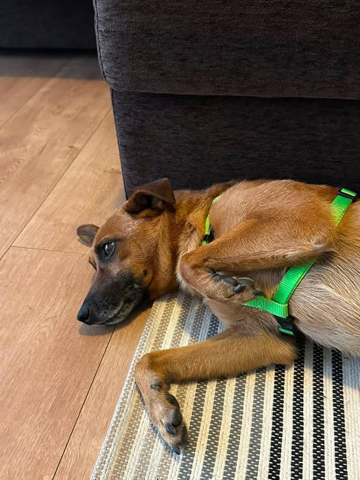 Cão pequeno e meigo