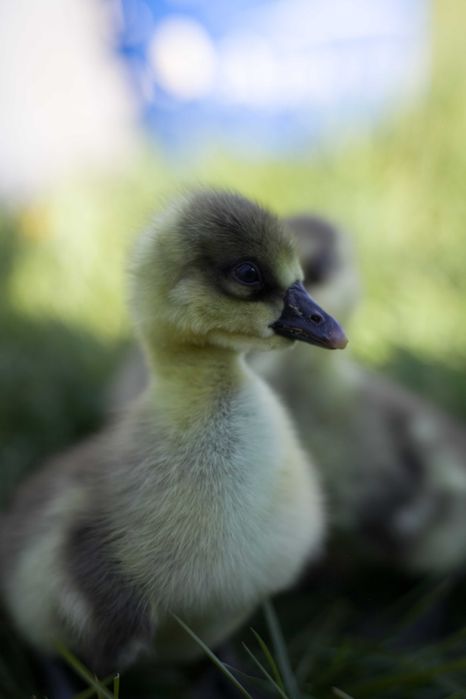 Kaczki pisklęta do odchowu mulard, biegus, pekin dostawa na miejsce