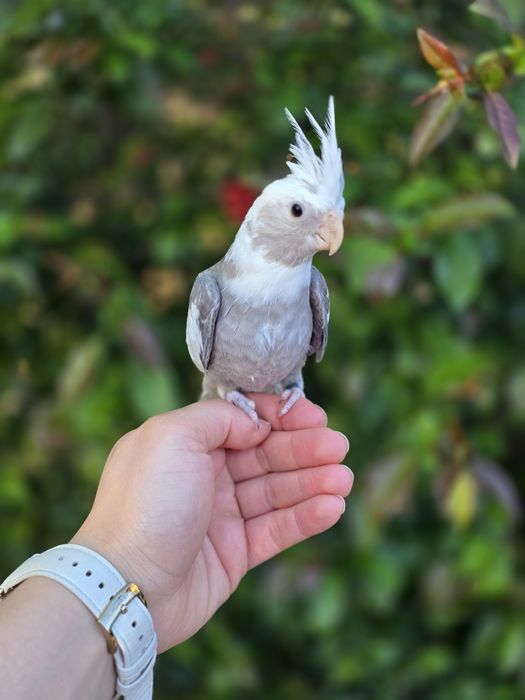 Caturras Domesticadas