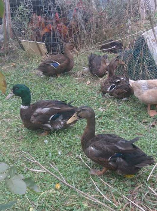 молоді качури Руанці