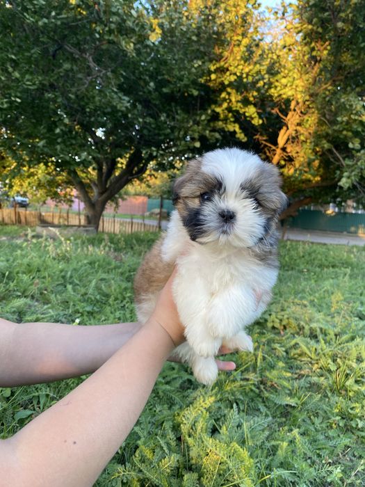 Неймовірно шикарний хлопчик
