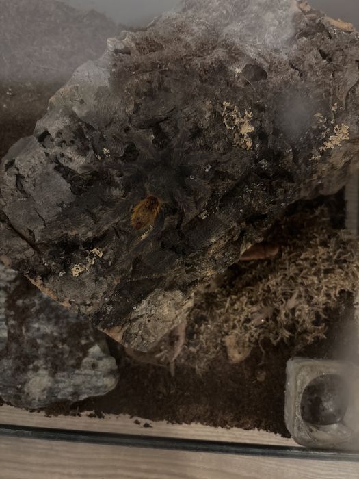chromatopelma cyaneopubescens z terrarium