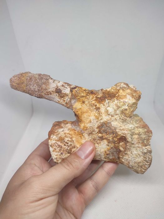 Fóssil vértebra caudal dinossauro