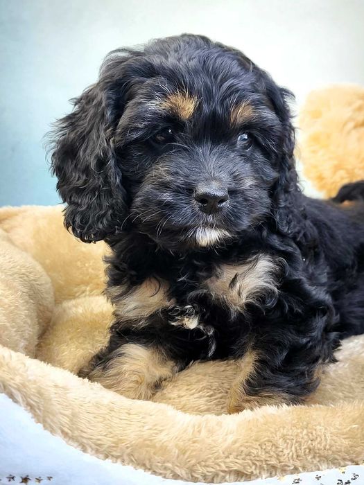 Pudel & cocker spaniel  COCKAPOO wyjątkowe