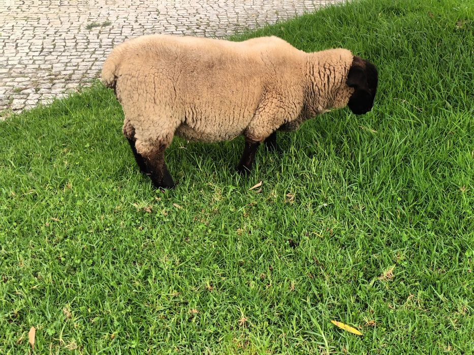Animais de Quinta
