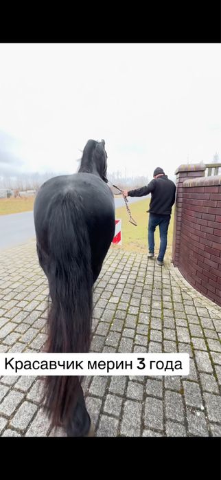 Продам Фризького мерина 3 роки