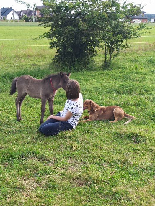 Kucyk klacz szetlandzka