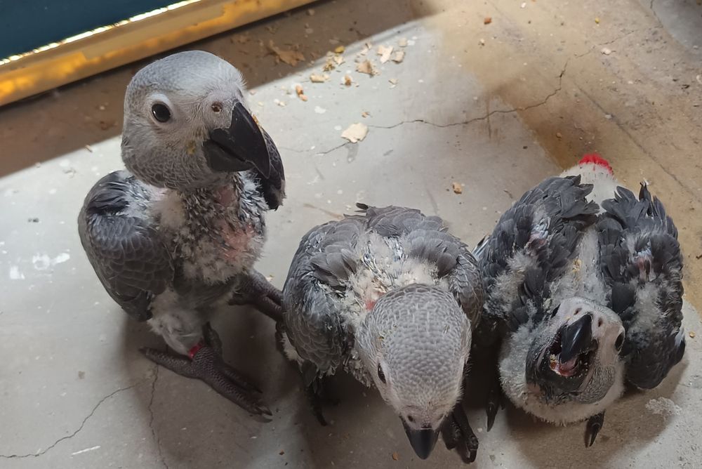 Papagaios cinzentos bebés