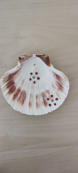 Concha de Vieira grande