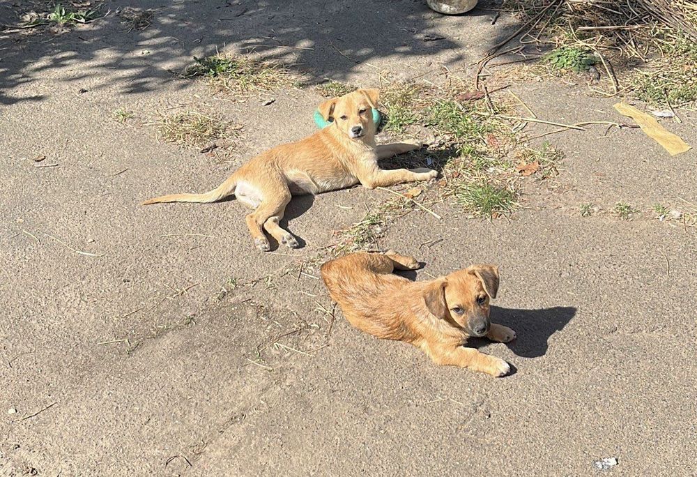 Віддам собак в хороші руки