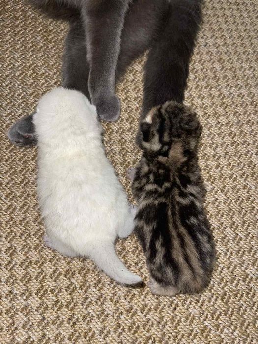 Кіт в’язка шотландський прямовухий