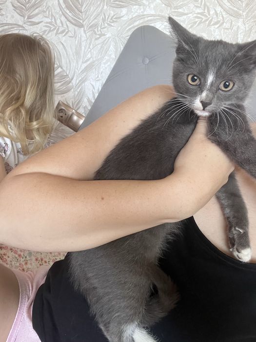 Котеня дівчинка віддам в добрі руки